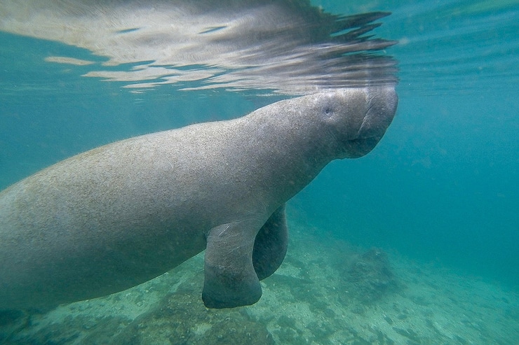 Manatee Crystal River Bild