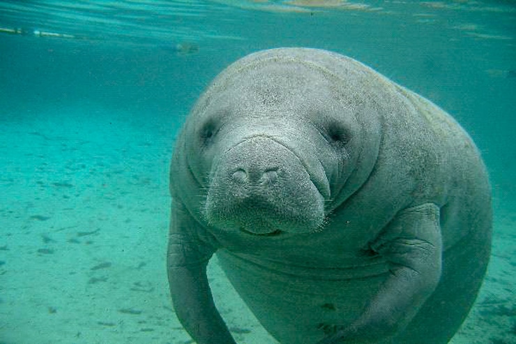 Manatee Crystal River