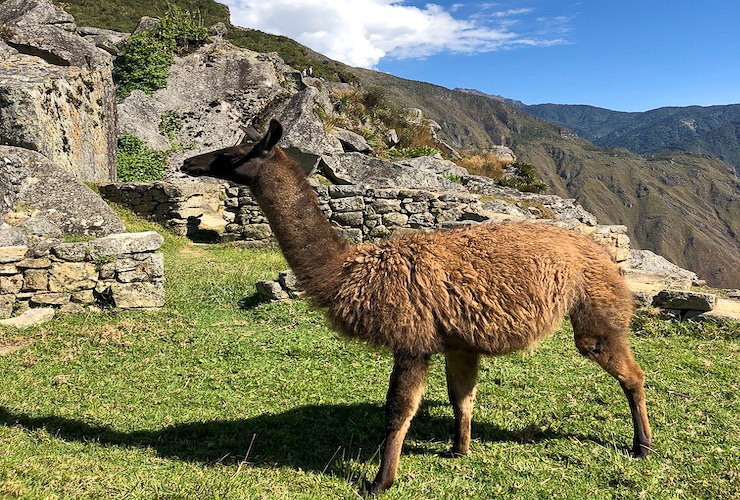 Machu Picchu Lama