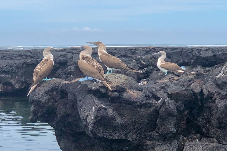 Galapagos Blaufußtölpel