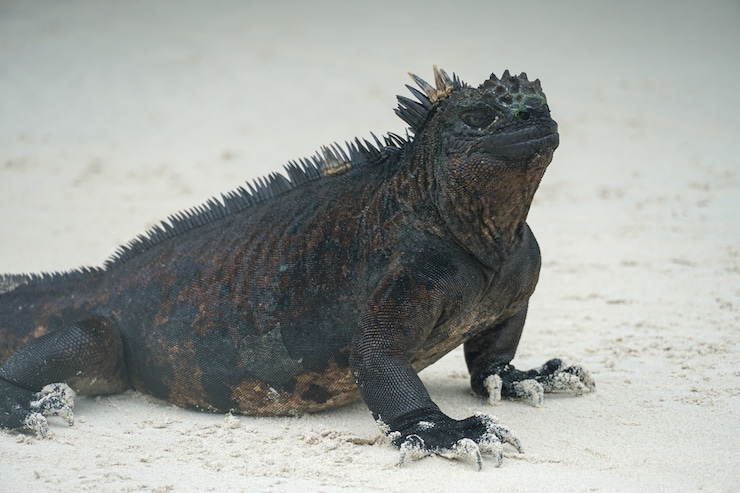 Galapagos Iguan