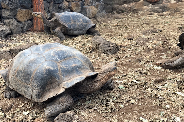 Galapagosschildkröten Charles Darwin Research Station